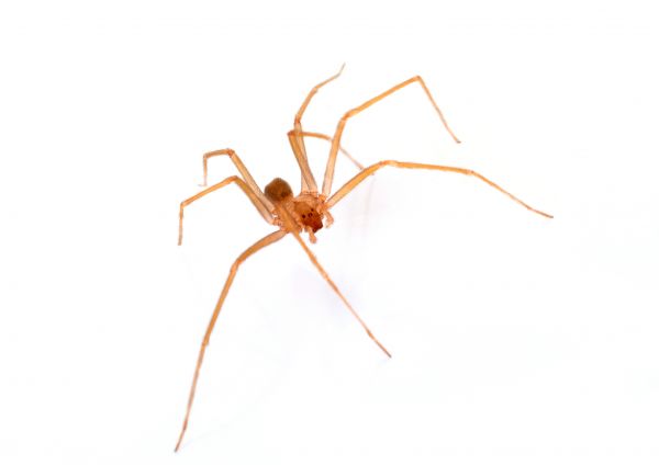 Black Widow Extermination