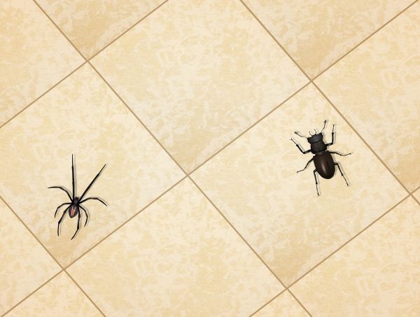 Black Widow Removal Service