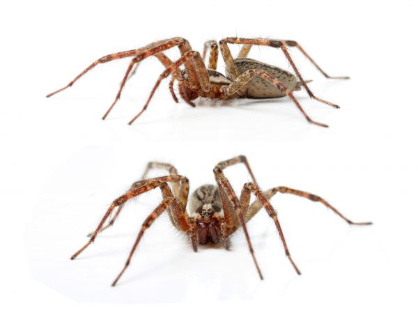 Black Widow Removal Service