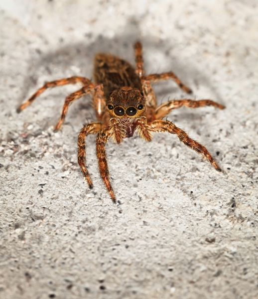 Brown Recluse Extermination