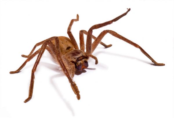 Brown Recluse Extermination