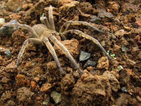 Brown Recluse Removal