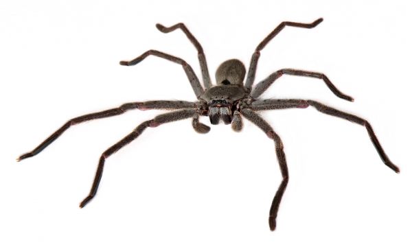 Black Widow Removal Service
