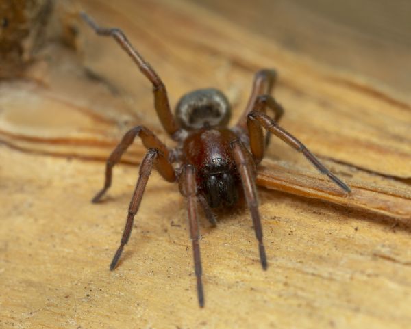 Mouse Spider Control