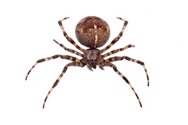 Cross Spider Control