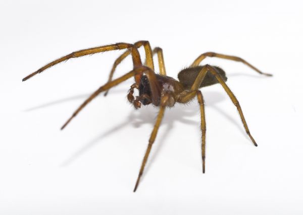 Black Widow Extermination