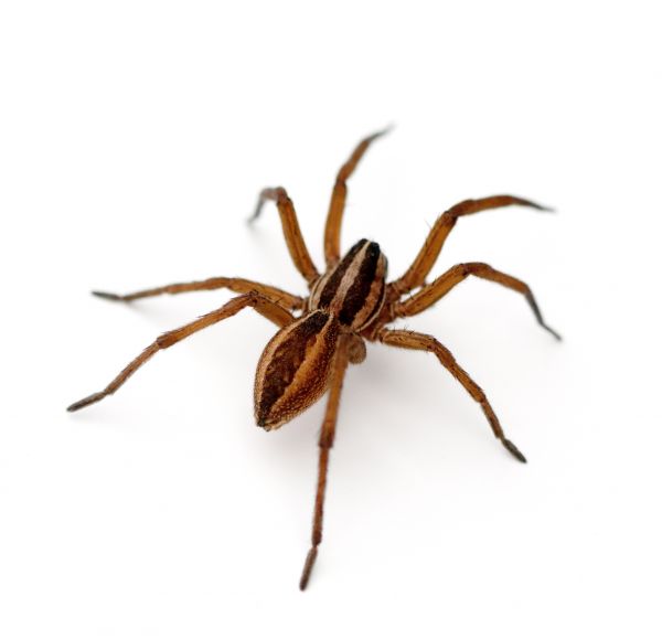 Pest Control