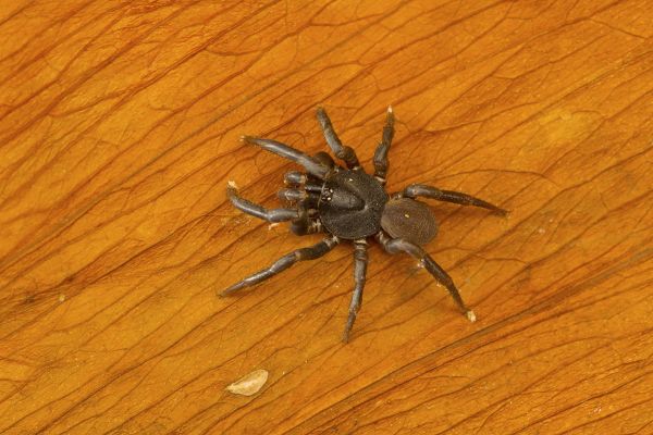 Black Widow Extermination