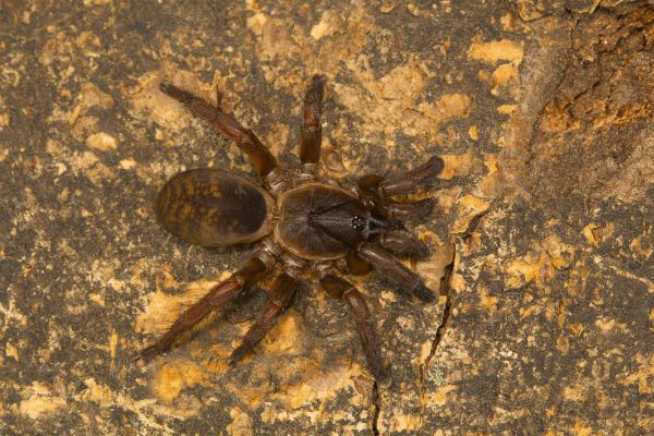 Black Widow Removal Service