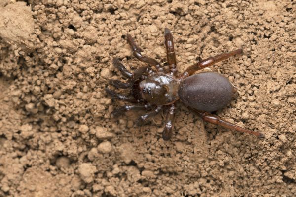 Brown Recluse Removal