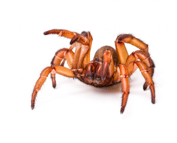 Arachnid Control