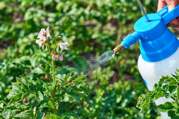 Backyard Pest Control