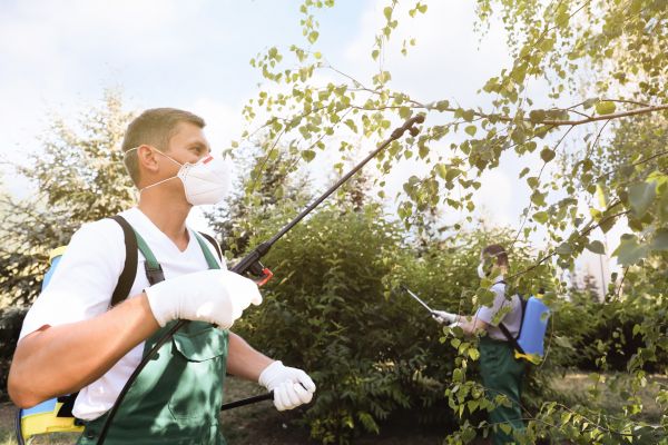 Ash Borers Pest Control