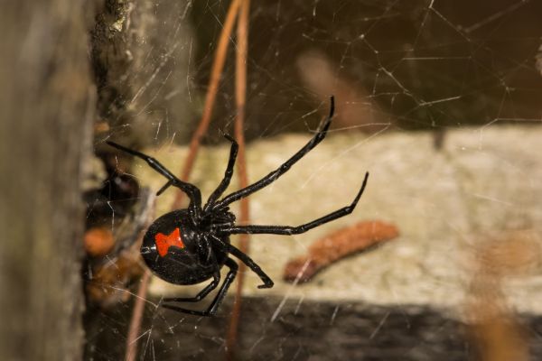 Black Spider Pest Control