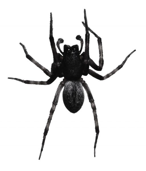 Black Spider Removal