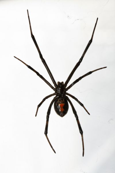 Black Widow Elimination