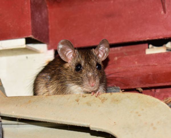 House Mouse Removal