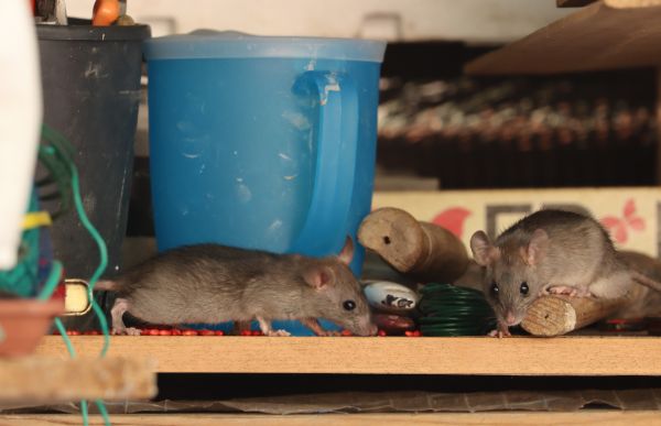 Field Mice Control
