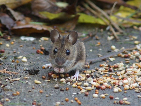 Field Mouse Removal