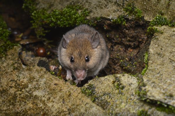 Field Mouse Extermination
