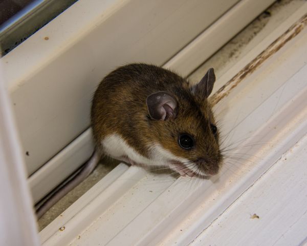 Mice Control Service