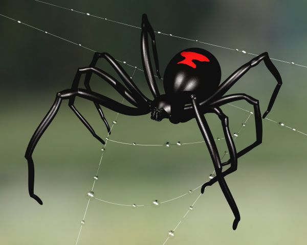 Black Widow Control