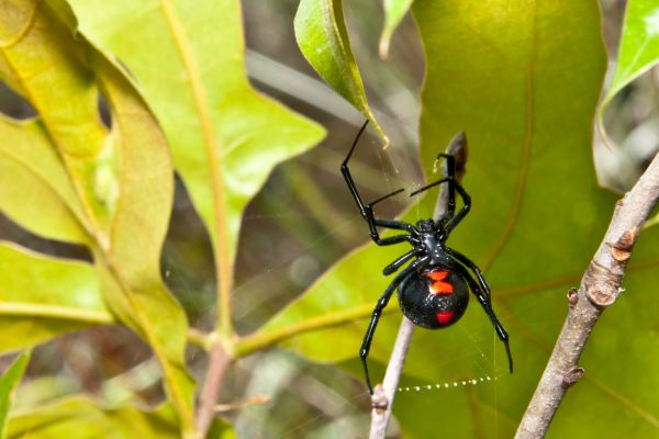 Black Widow Extermination