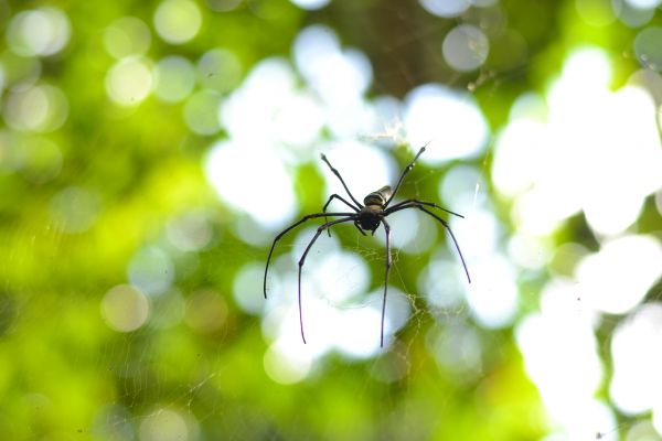 Black Widow Removal Service