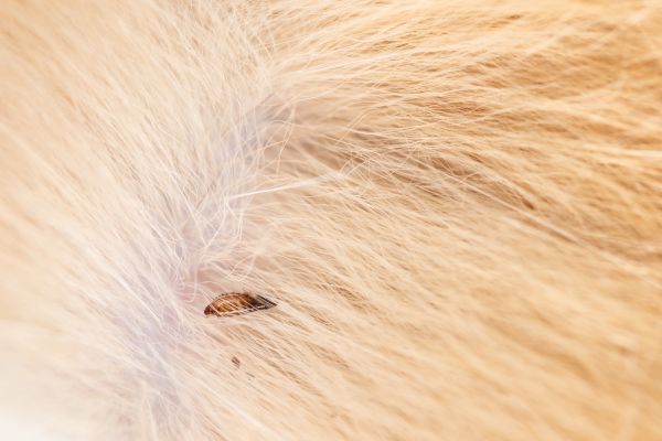 Mites Extermination