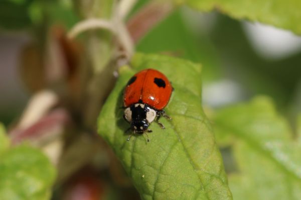 Beetle Removal