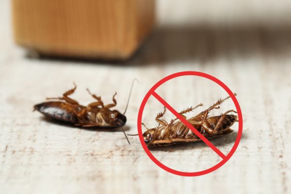 Bedbug Extermination