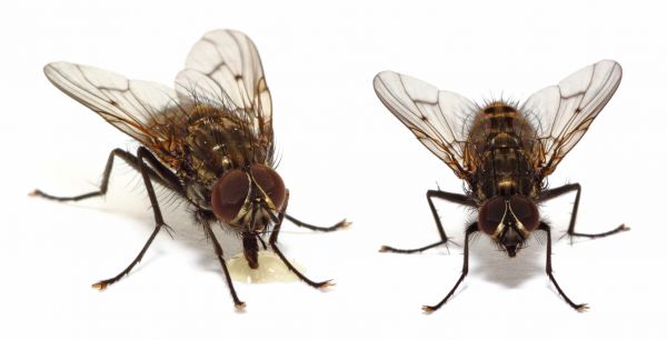Flies Control