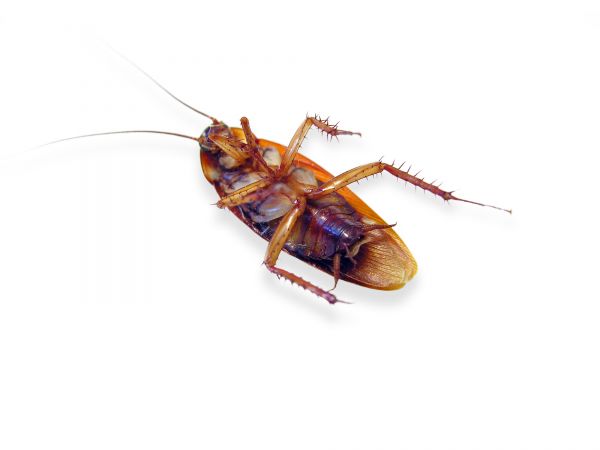 Cockroach Control Service