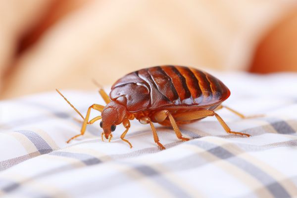 Bed Bug Control