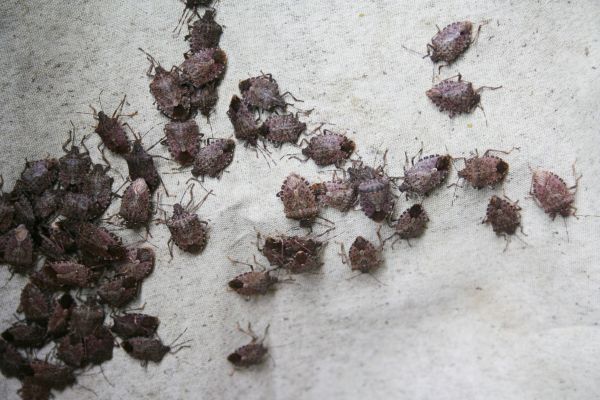 Stinkbug Control