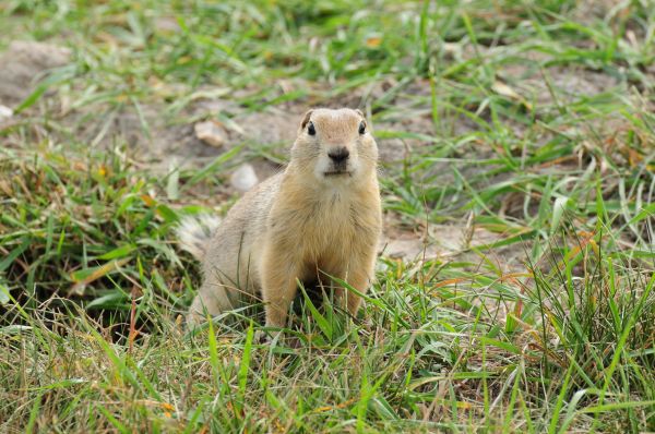 Gopher Control Service