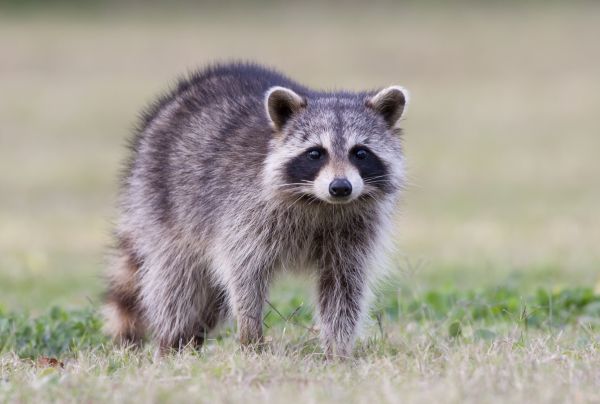 Attic Racoon Removal
