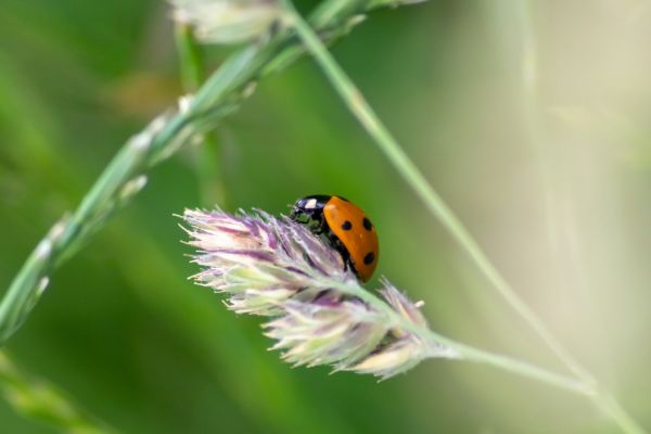 Beetle Extermination