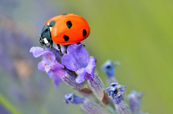 Beetle Pest Control