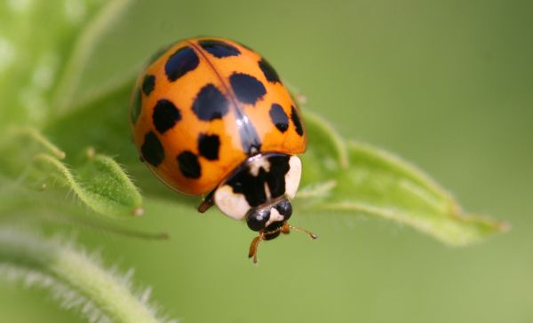 Beetle Removal