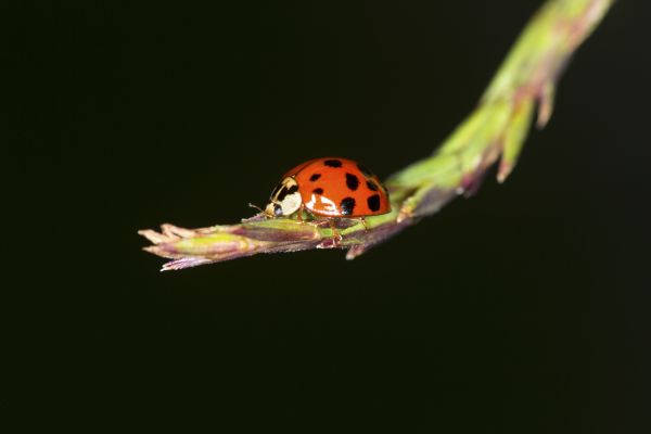 Beetle Removal