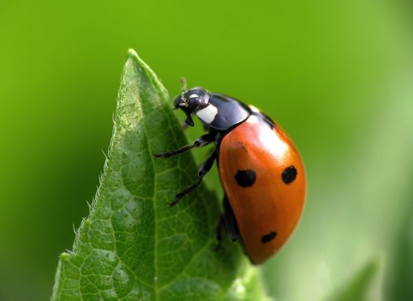 Beetle Control