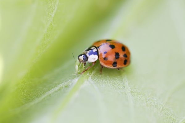 Beetle Pest Control