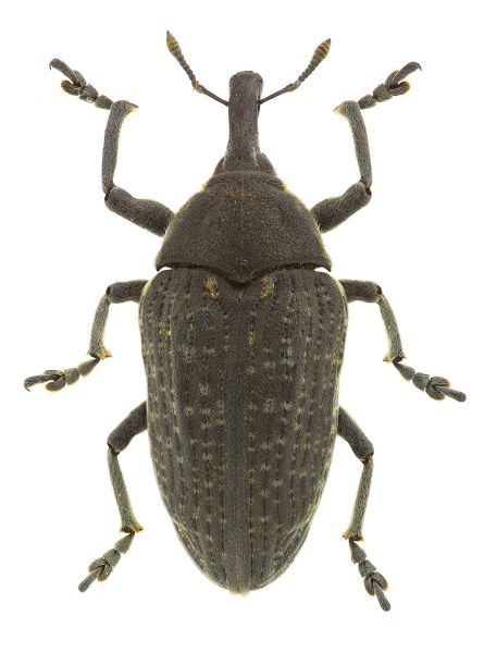 Beetle Control
