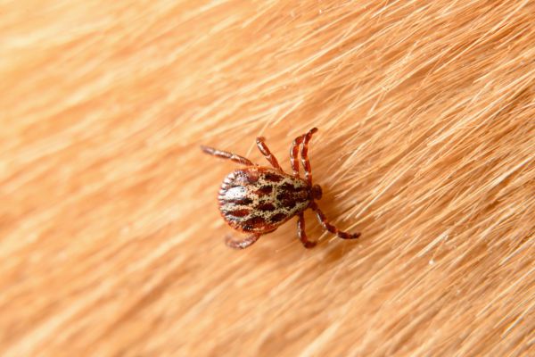 Beetle Control