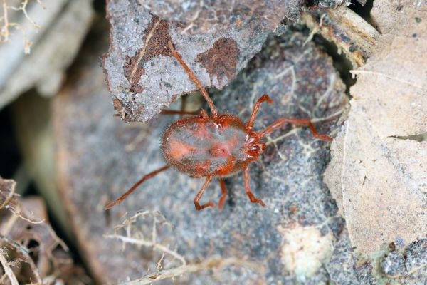 Mite Control