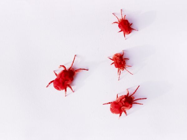 Bug Extermination Service