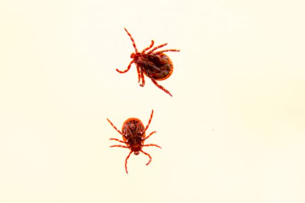 Bug Removal Service