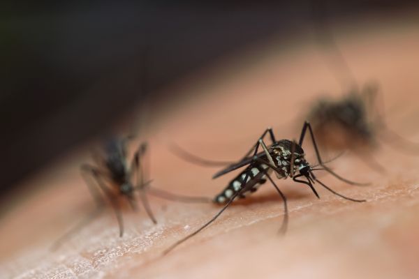 Fly Control Service