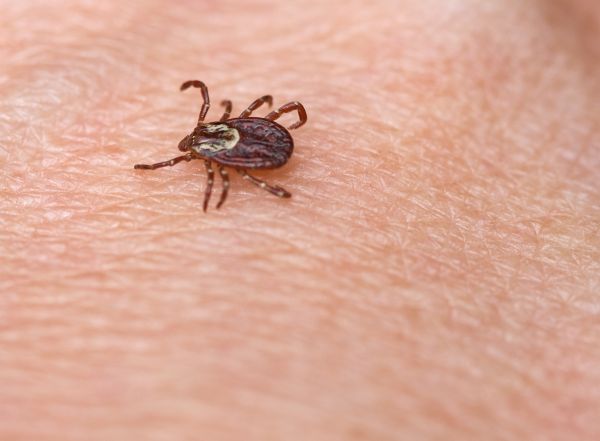 Tick Extermination